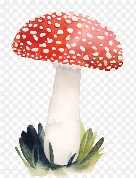 插画蘑菇插图-红蘑菇