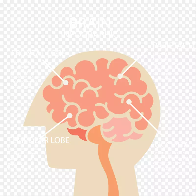 人脑信息图-男性大脑