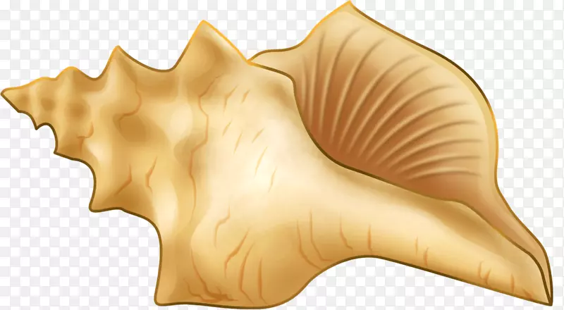 海螺手绘海螺
