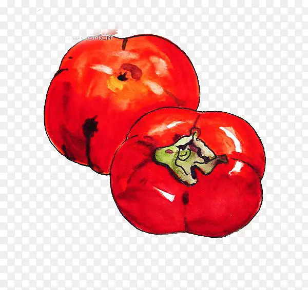 番茄柿子下载-柿子
