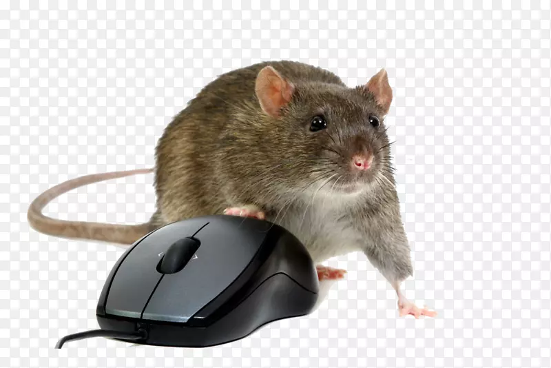 计算机鼠标鼠远程访问木马摄影.鼠标和鼠标高清晰度扣材料