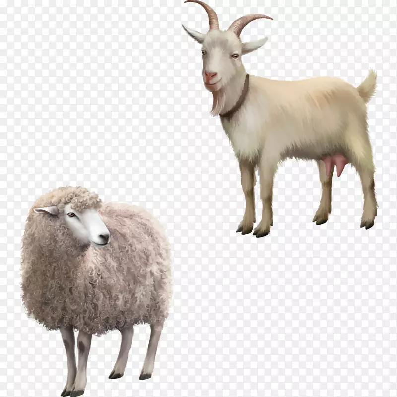 牧羊场摄影免版税剪贴画-卡通羊