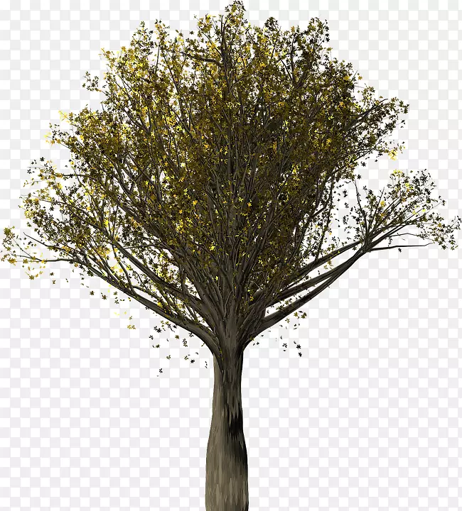英国橡木栎-秋橡树