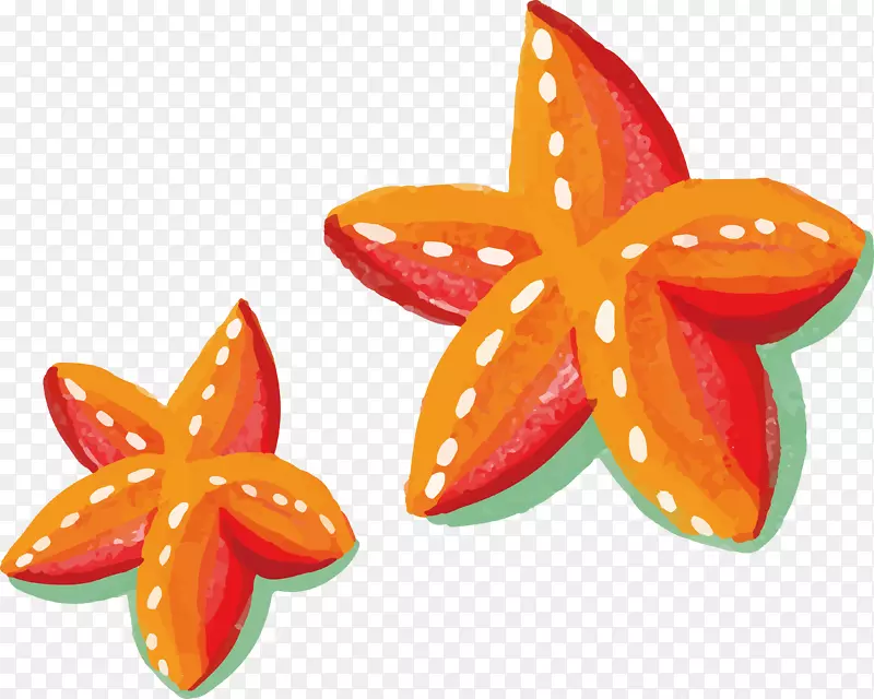 水彩画海星-橙色画海星
