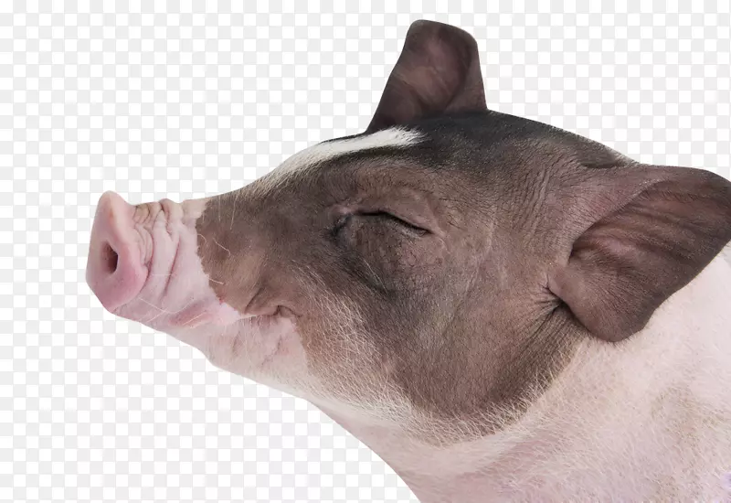 越南小猪肉食摄影宠物-享受猪