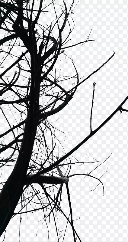 摄影小枝黑白相间常见的枯木