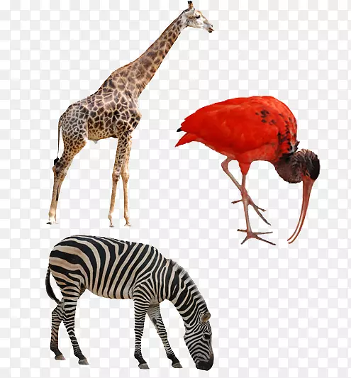 北长颈鹿，卡皮犀牛，鹿，马，斑马
