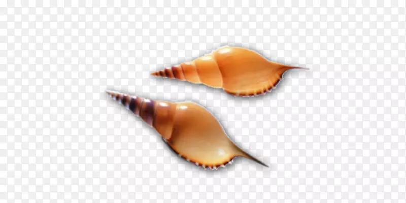 贝壳软体动物-两只海螺