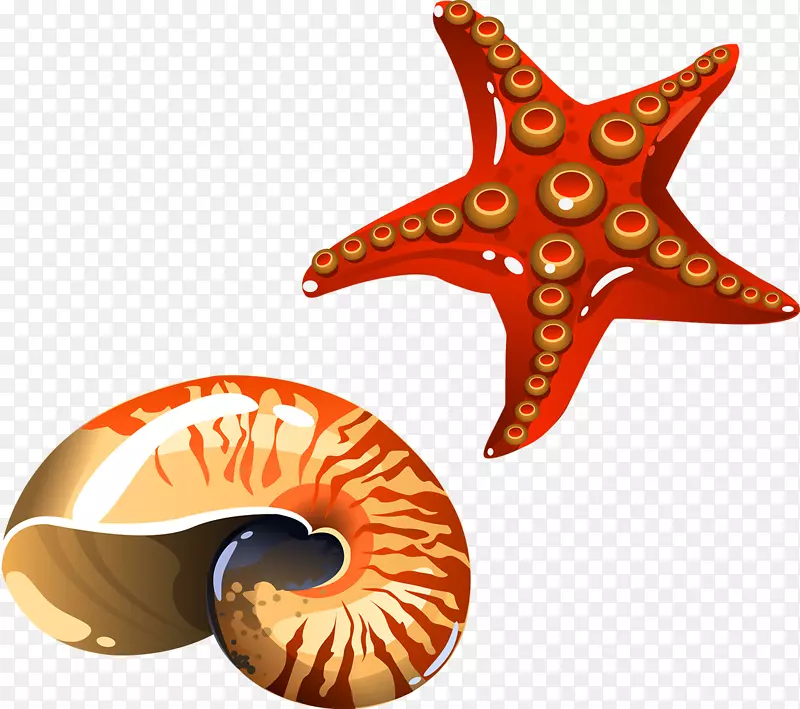 卡通海螺海星