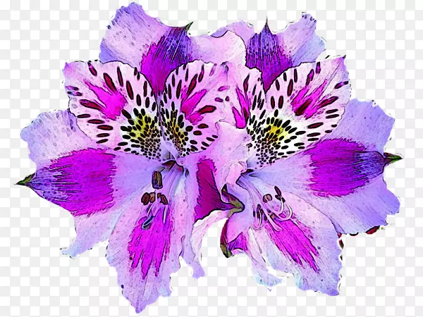 印加人百合花属植物插图芙蓉-紫芙蓉花