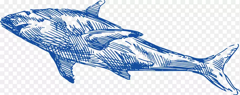 安魂曲鲨鱼海豚鲸鱼手绘，鲸鱼