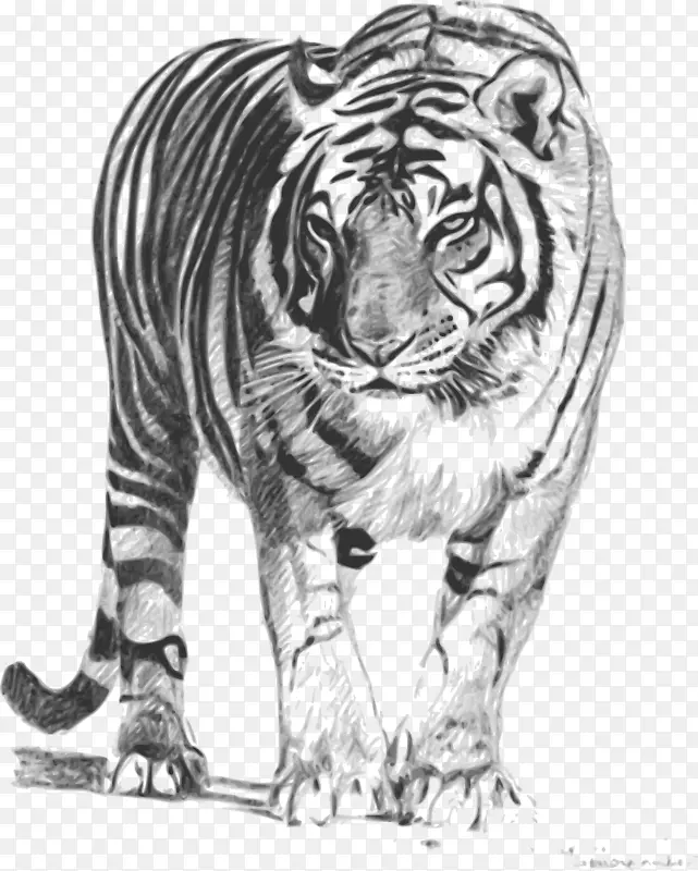 孟加拉虎苏门答腊虎画夹艺术-壮虎
