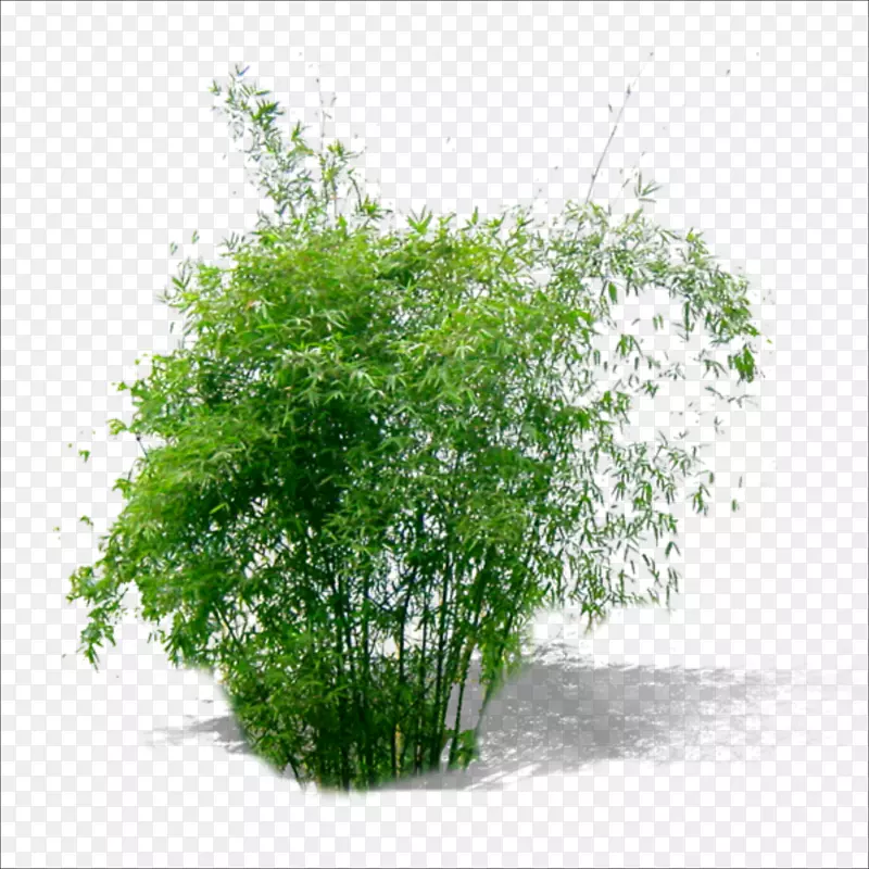 竹绿植物