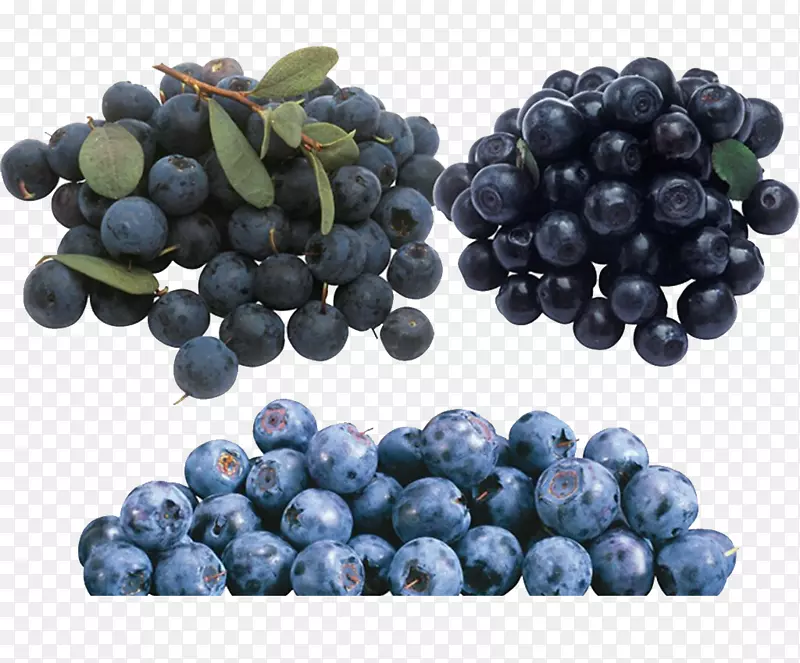 欧洲蓝莓剪贴画-成熟熊果素蓝莓材料图