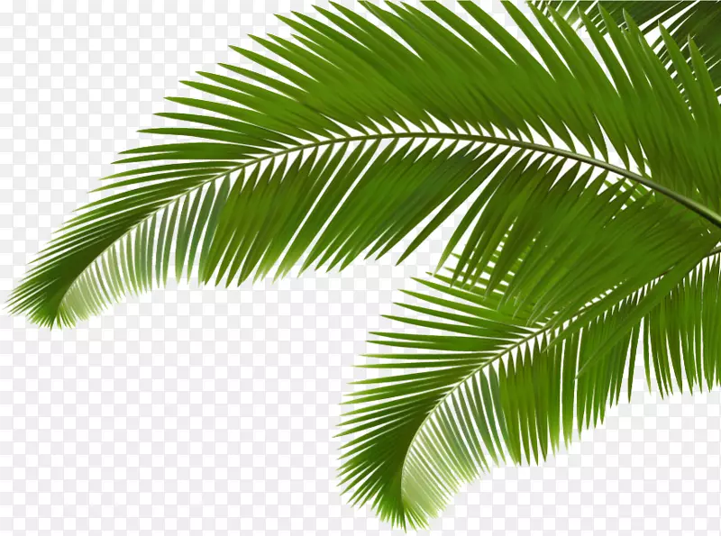 棕榈枝，槟榔科，叶片，剪贴画.绿椰子叶
