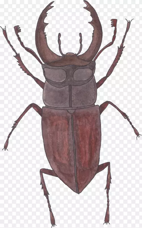 大众甲虫手绘甲虫