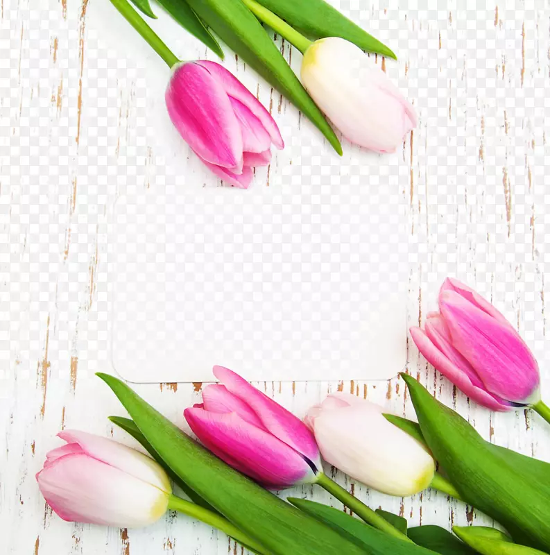 郁金香花海报摄影-美丽的郁金香和卡片