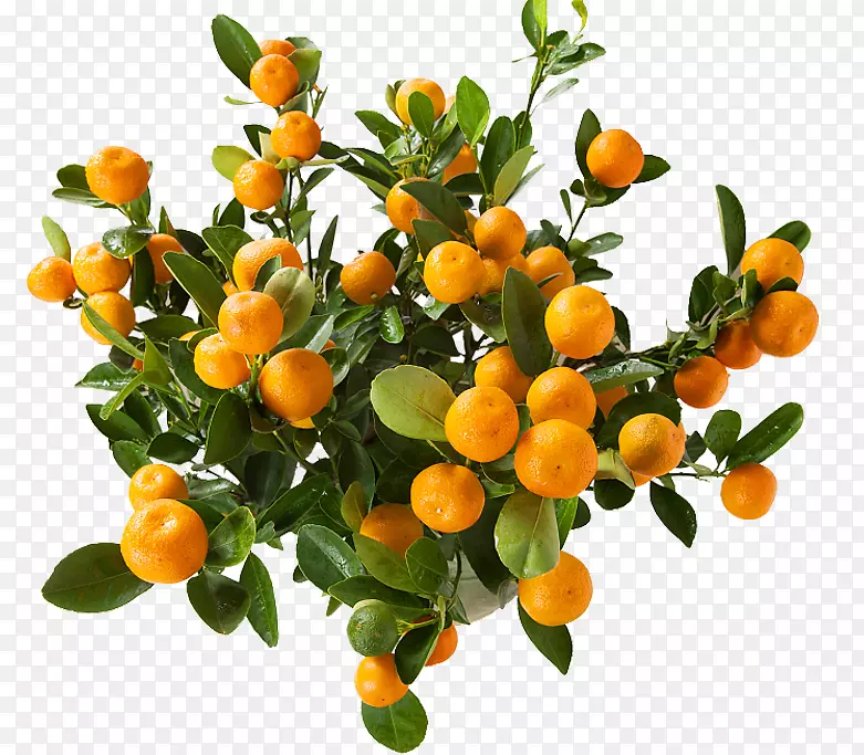 橙子桔子盆栽树