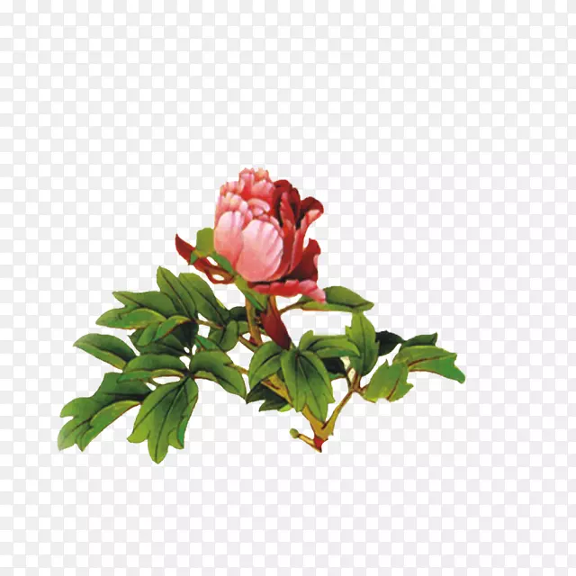 花园玫瑰牡丹下载图标-牡丹