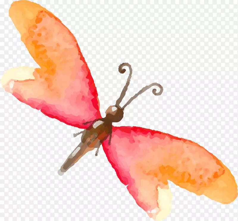 蝴蝶昆虫水彩画手绘彩色蝴蝶昆虫