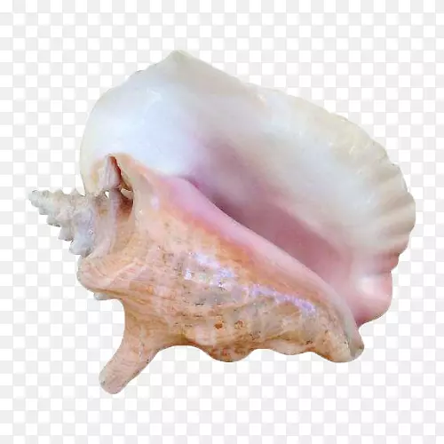 贝壳海螺软体动物海螺粉红海螺