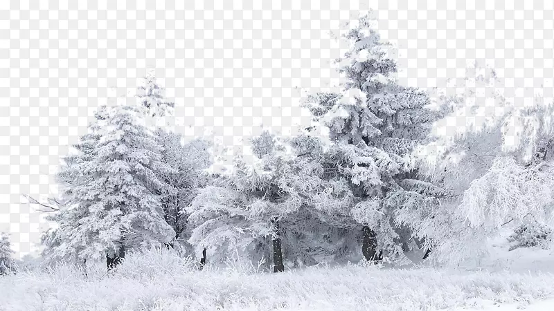 雪树冬季桦树墙纸-雪