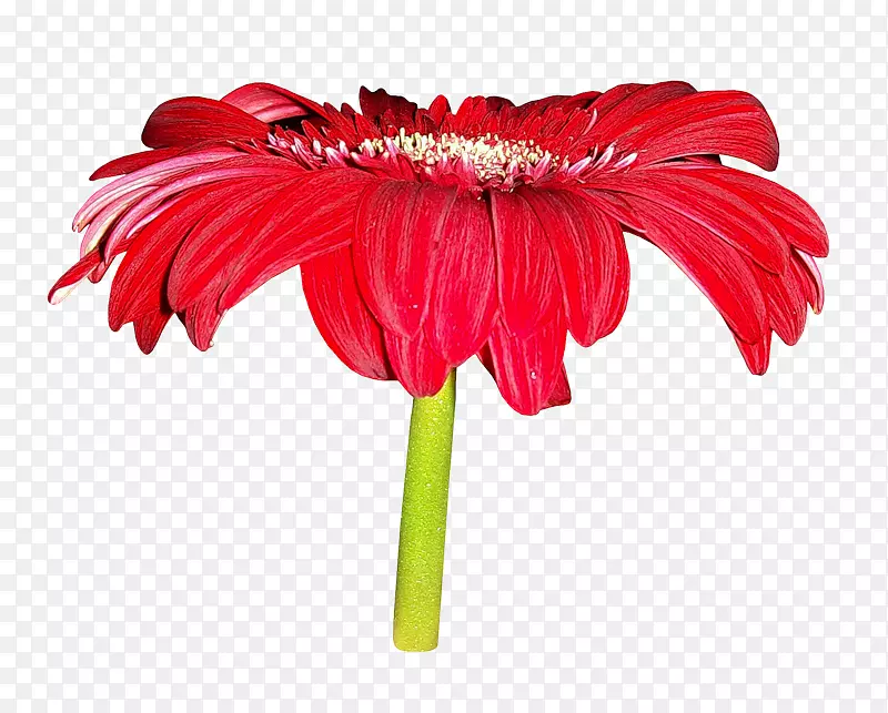 插花艺术-大红菊