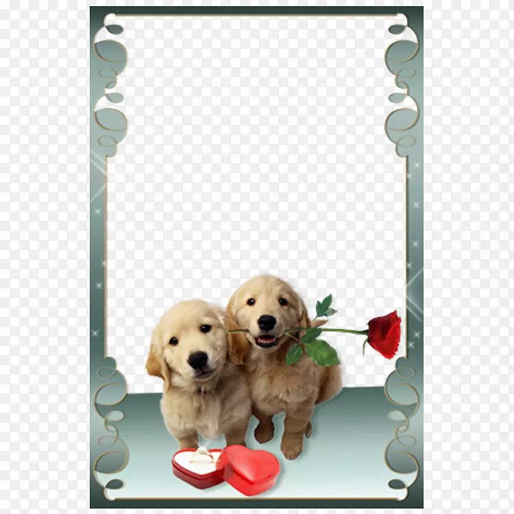 爱情相框，照片，安卓-小狗情人节花架