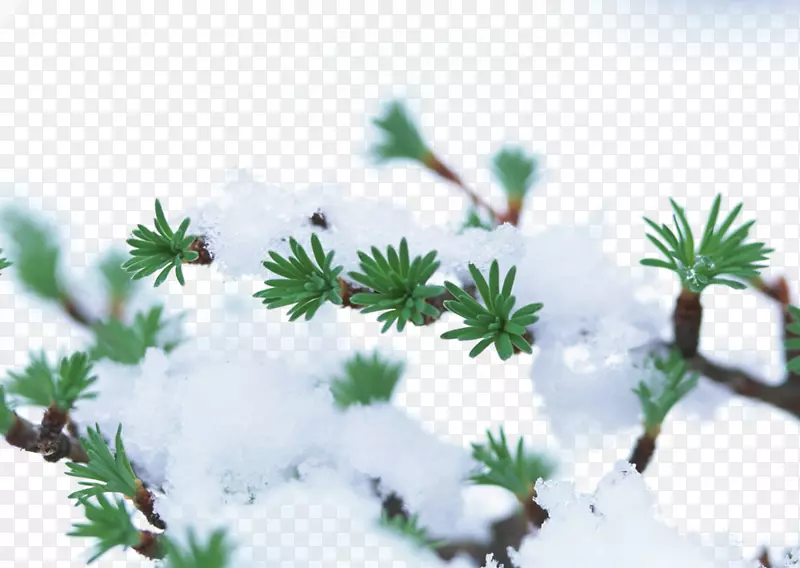 冬季植物树雪霜-雪树枝