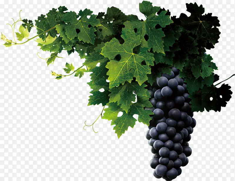 葡萄汁葡萄酒普通葡萄籽提取物-葡萄