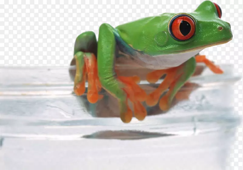 青蛙下载桌面环境壁纸-玻璃上的青蛙