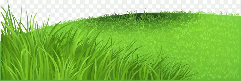 香根草、麦草、马草、草书-新鲜草甸草