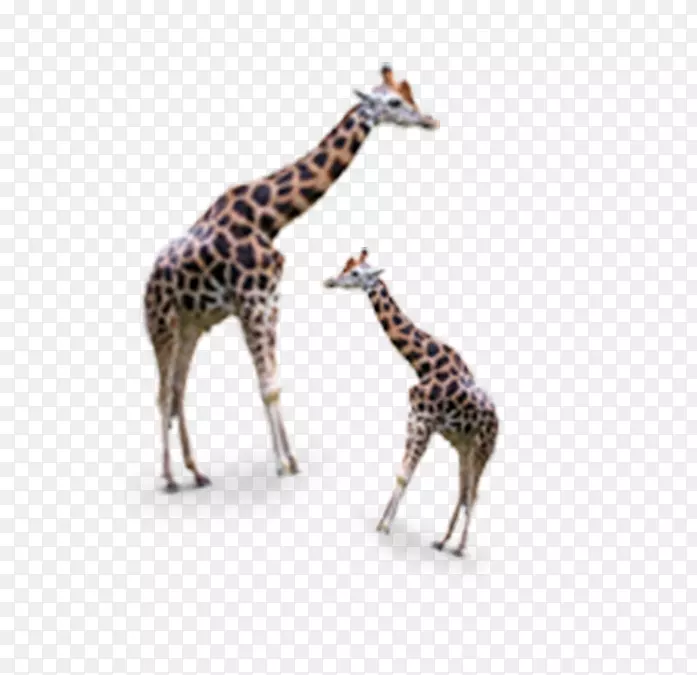 长颈鹿谷歌图片图标大小的长颈鹿