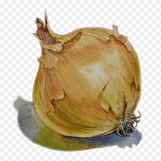 洋葱水彩画植物素描-大蒜