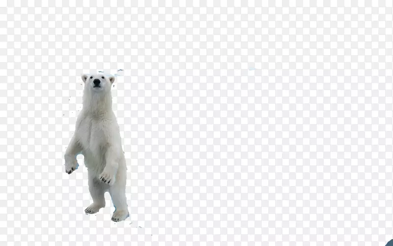 北极熊，你听到什么了？猫巴布亚新几内亚-北极熊