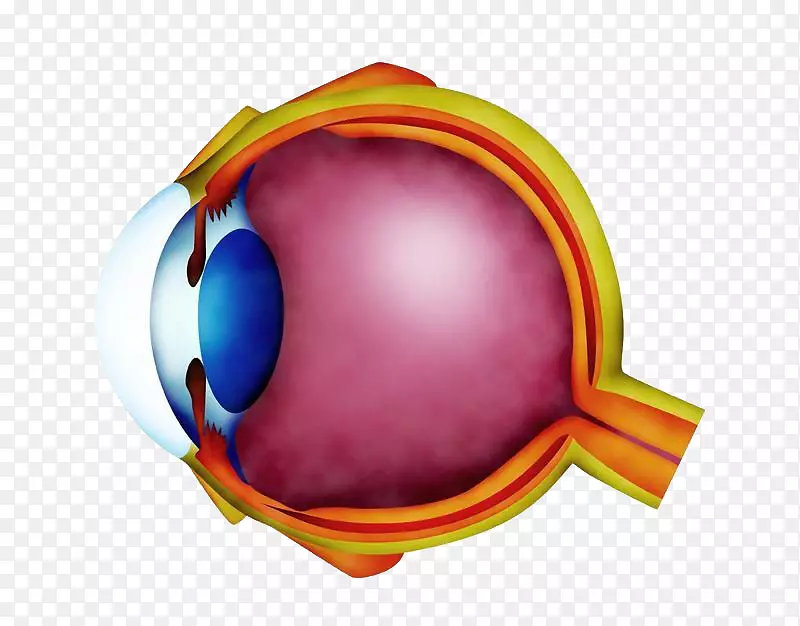 远视屈光不正近视眼科学眼图的内部结构