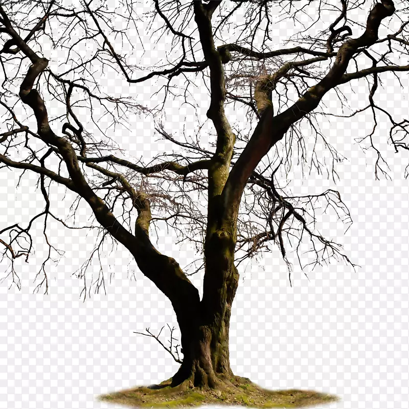 树枝树干剪贴画-枯树图片