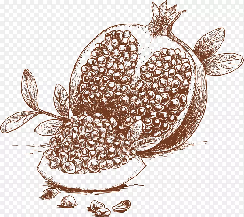 有机食品绘制水果插图.石榴