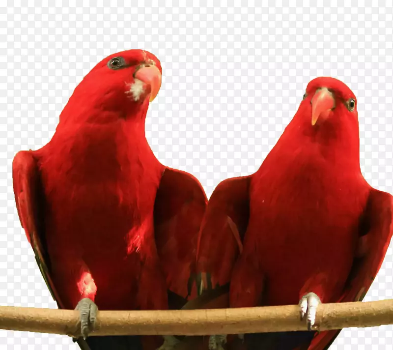 鹦鹉、爱情鸟、红雀和长尾鹦鹉-两只红鹦鹉