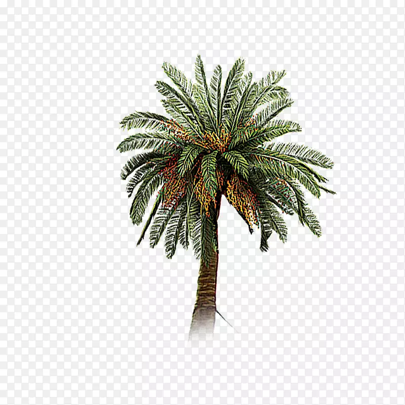 椰子树-椰子树