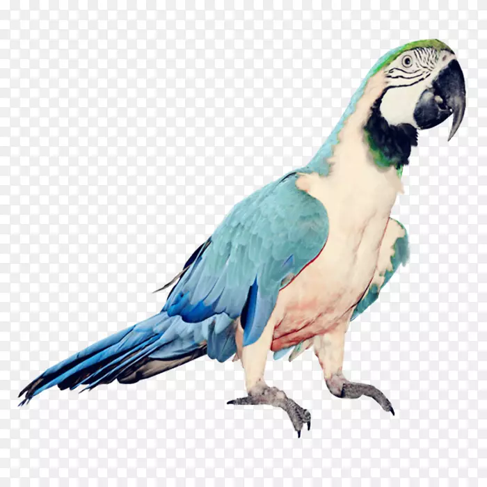 鹦鹉鸟夹艺术-蓝色鹦鹉