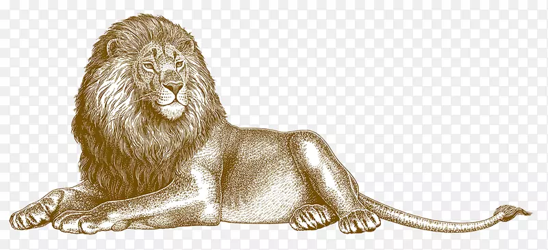 狮子插图-狮子