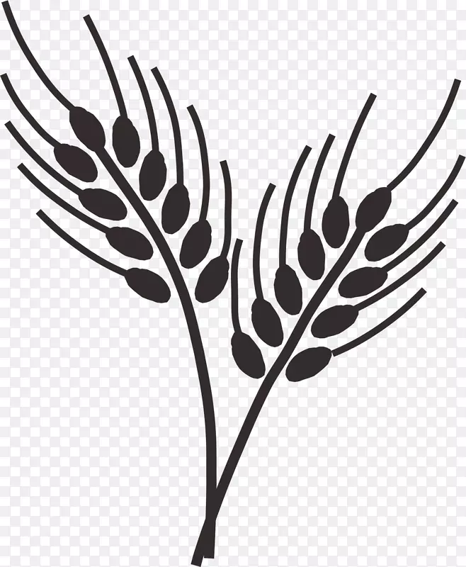 麦草抽穗艺术-水稻、小麦、稻谷