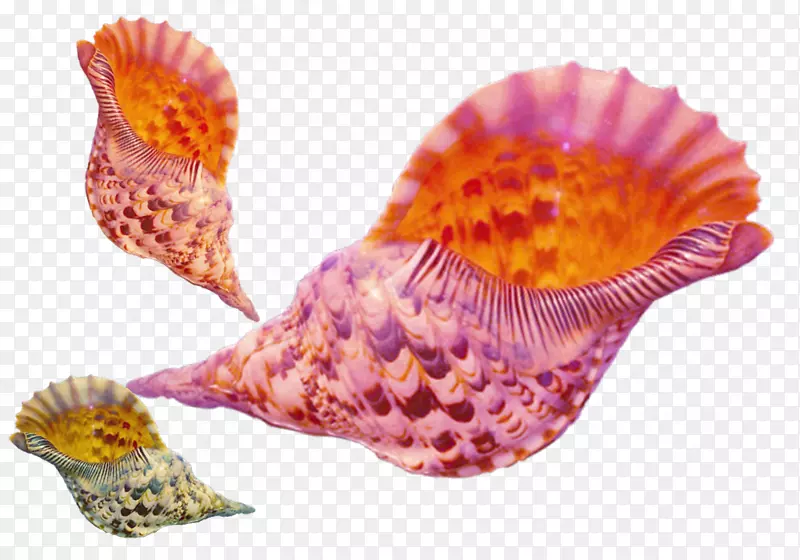 海螺-创意海螺贝类