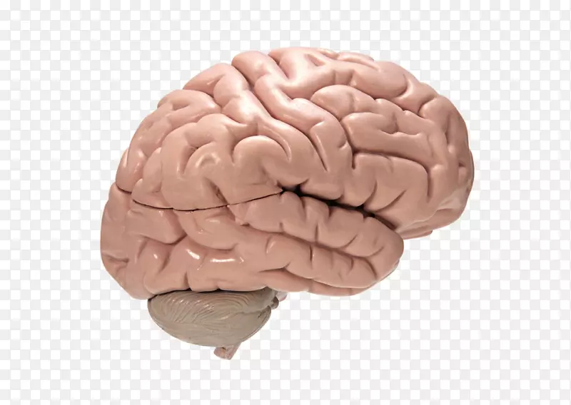 脑膜炎感染隐球菌病症状脑炎-人脑