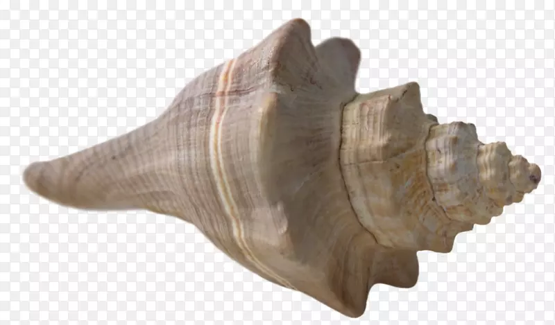 海螺帆布印花海螺插图-美丽的海螺