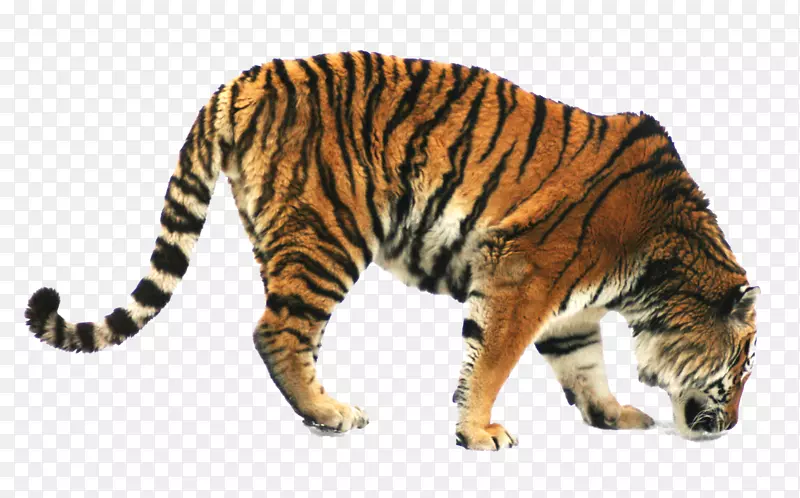 西伯利亚虎孟加拉虎猫觅食家养猪食虎