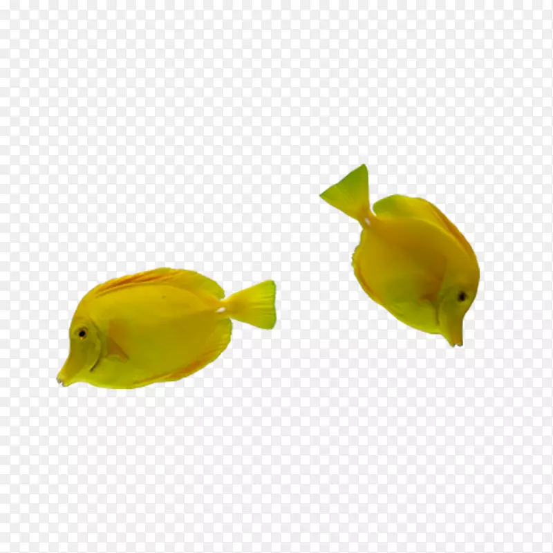 热带鱼黄谷歌图片-黄鱼