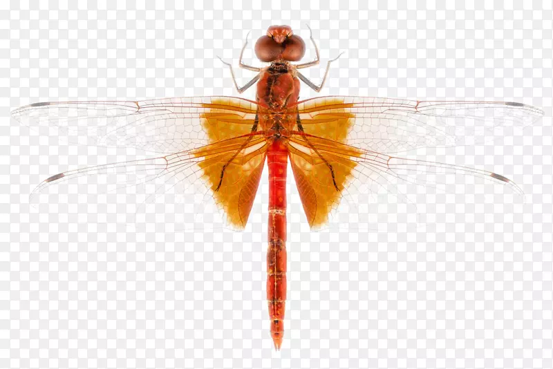 朱红蜻蜓昆虫标本摄影.蜻蜓