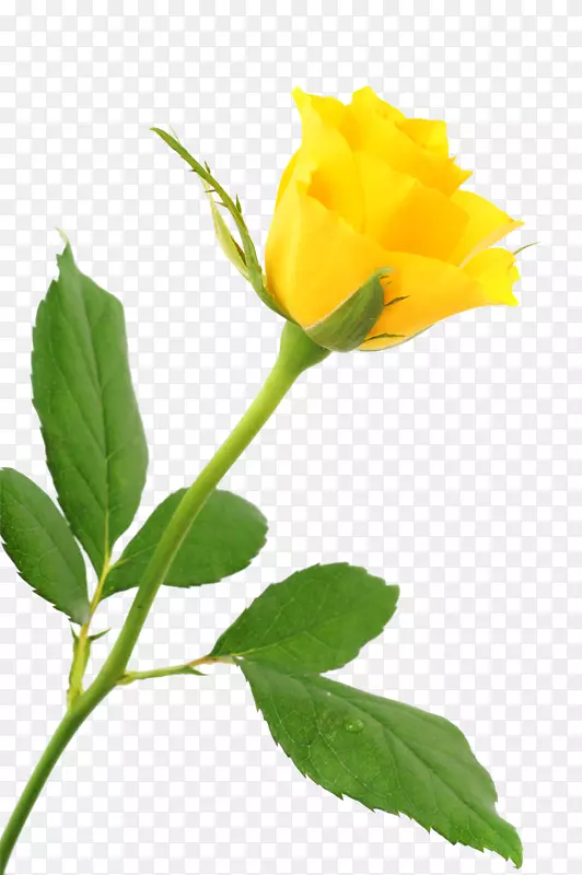海滩玫瑰黄色-一朵黄玫瑰